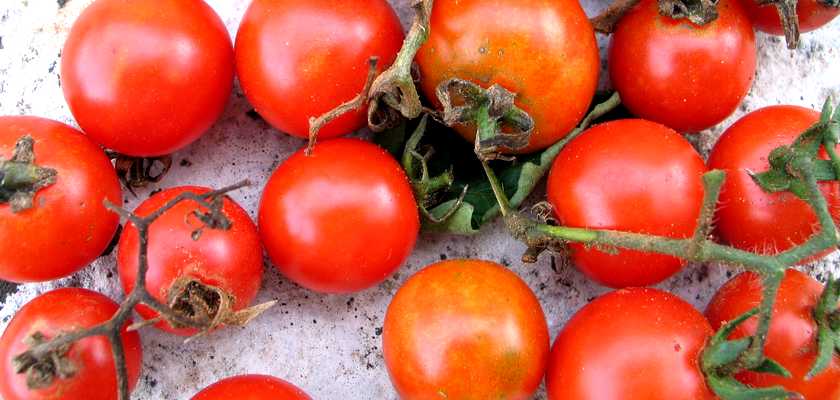Lumbarajski pomidori